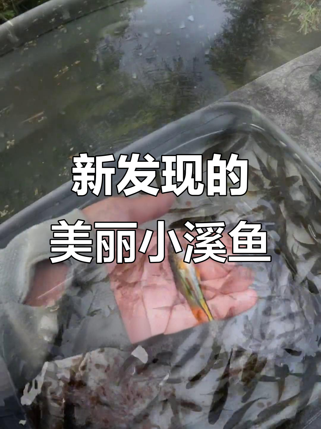 发现新鱼种,尾巴尖长肚子大,像母的?