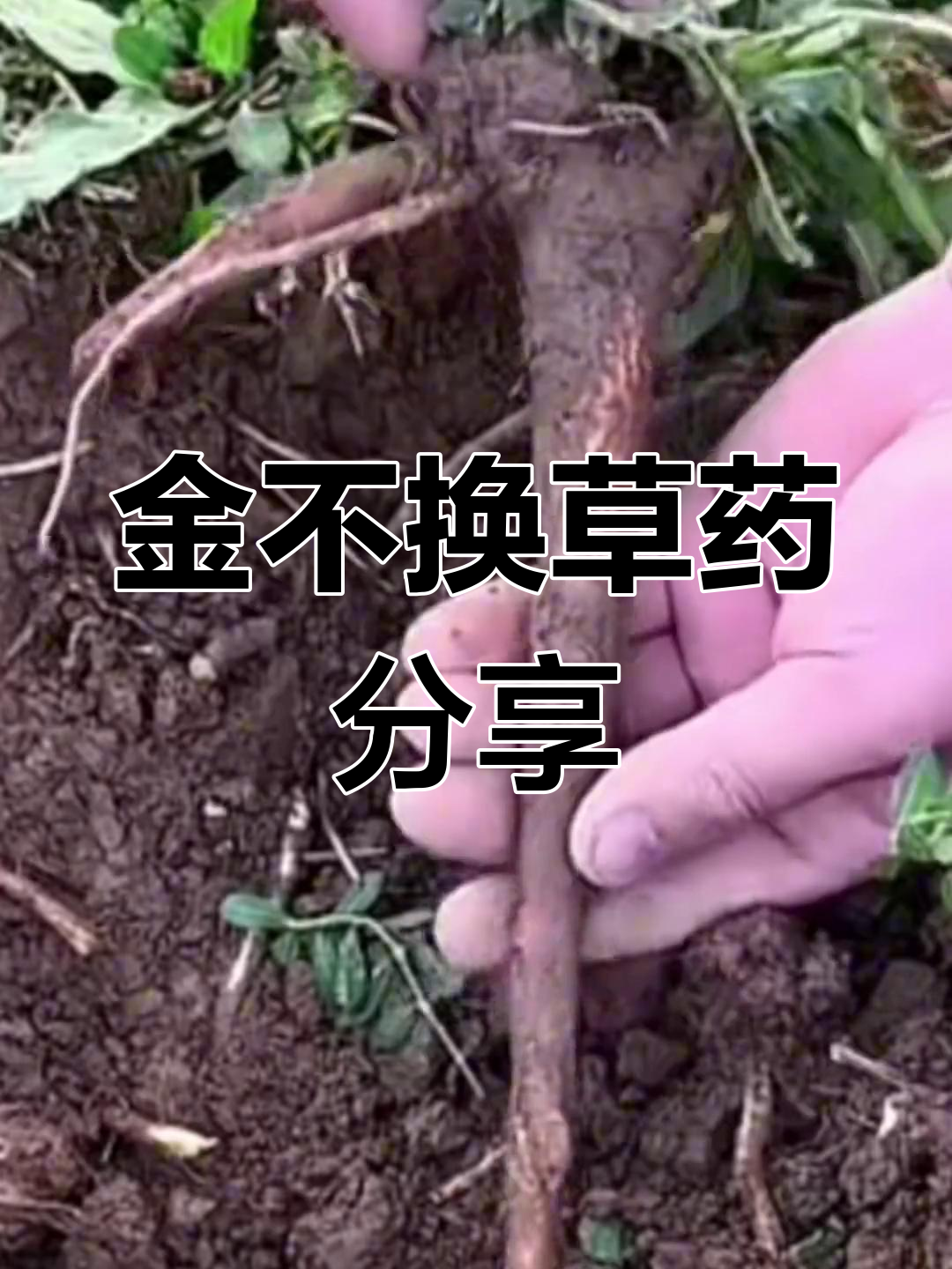 野菠菜根的神奇功效