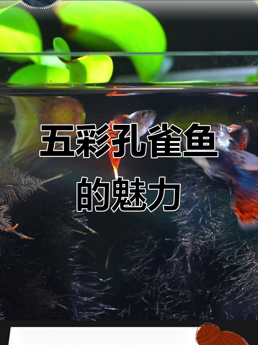 孔雀鱼:五彩斑斓的小型热带观赏鱼,性情温和又易繁殖