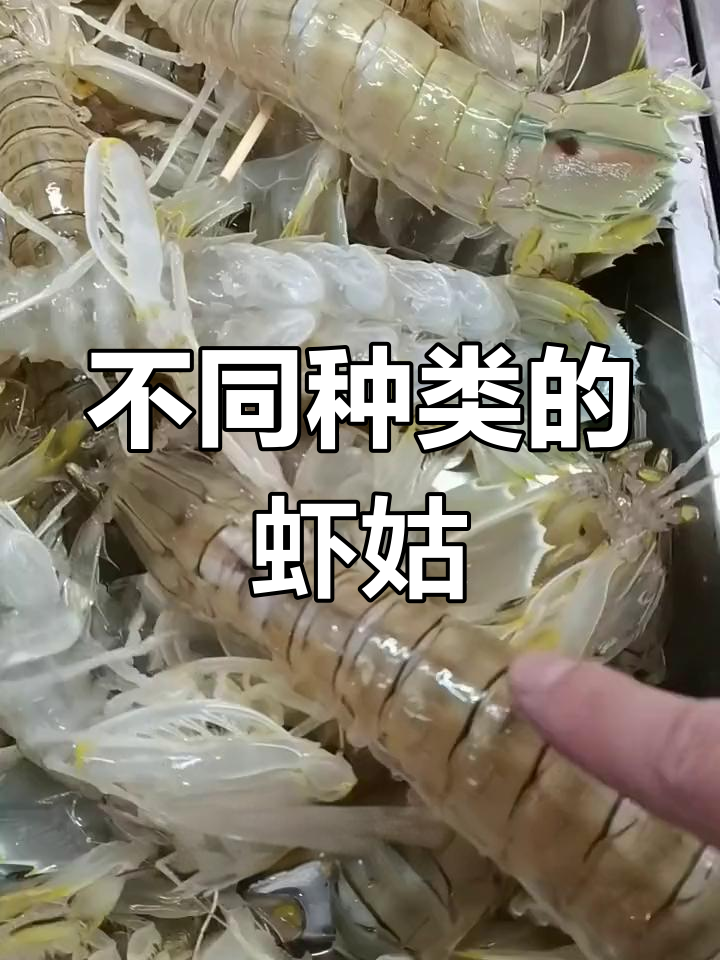 虾姑种类大揭秘,价格差异你知道吗?
