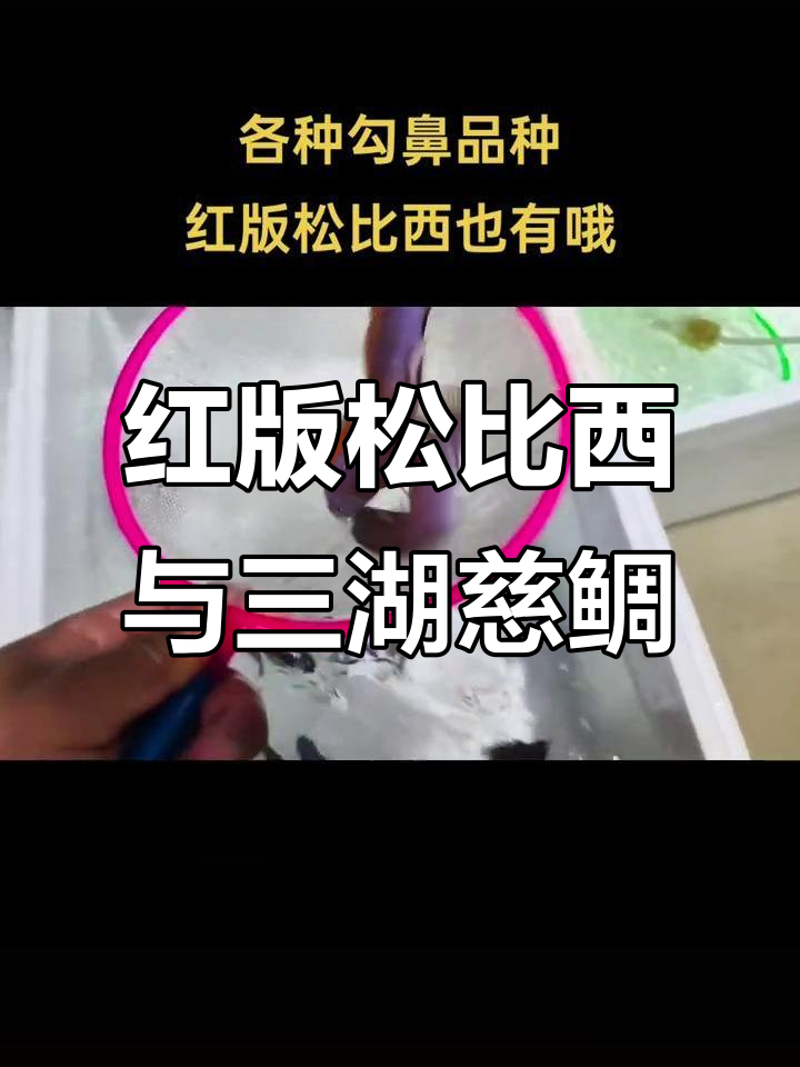 各种勾鼻品种红版松比西,三湖慈鲷观赏鱼大揭秘