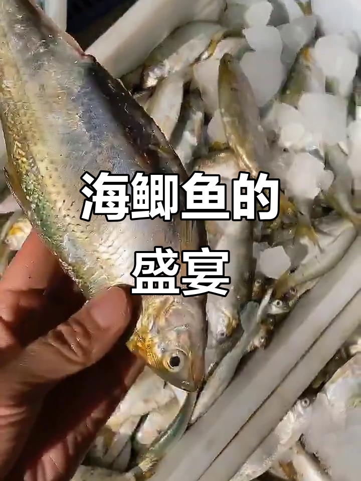 新鲜海鲫鱼,野生美味,肚子满满籽儿!