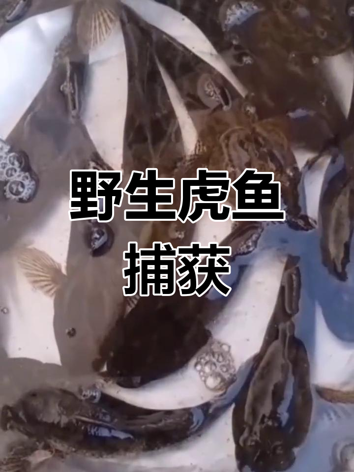野生老虎鱼,60元一斤,安静躺在我手中