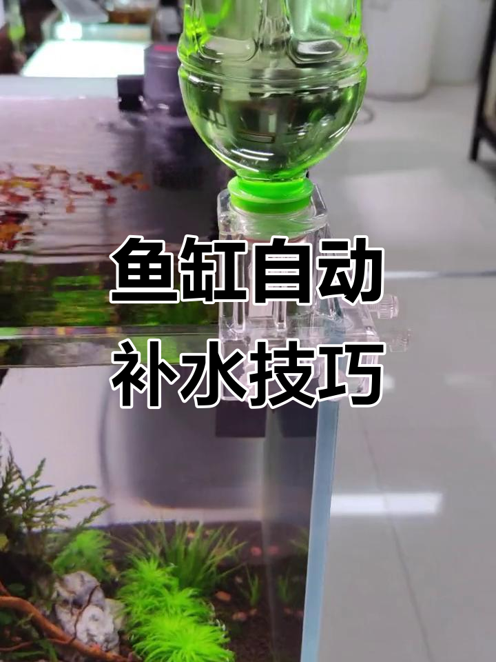 自动补水器解决鱼缸水蒸发问题,保持水质稳定