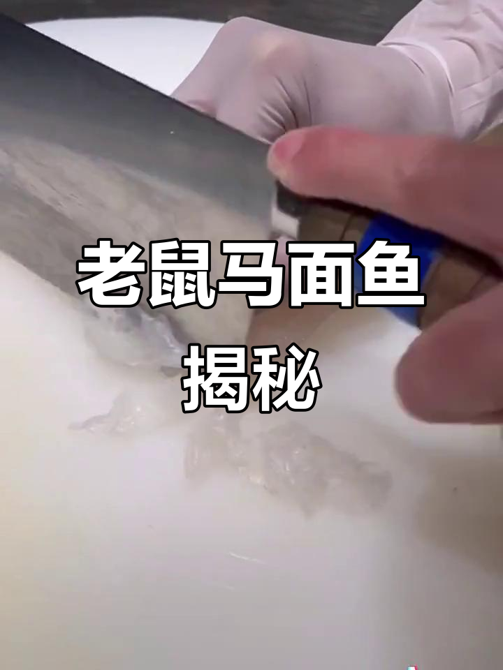 马面鱼,老鼠鱼的真相大揭秘