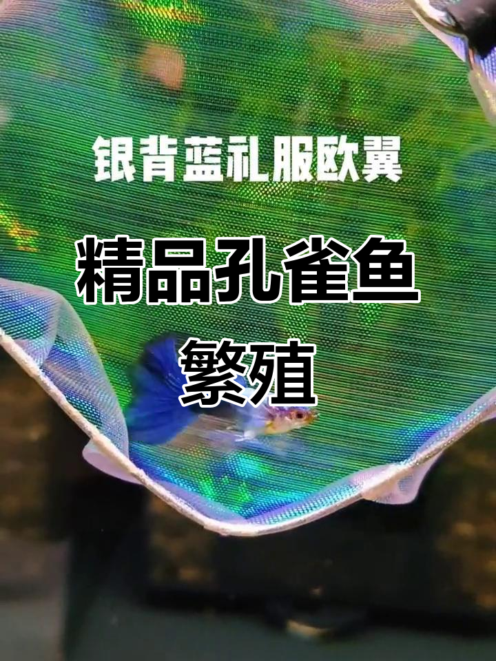 银背蓝礼服孔雀鱼,优雅欧翼造型,品质与美丽并存