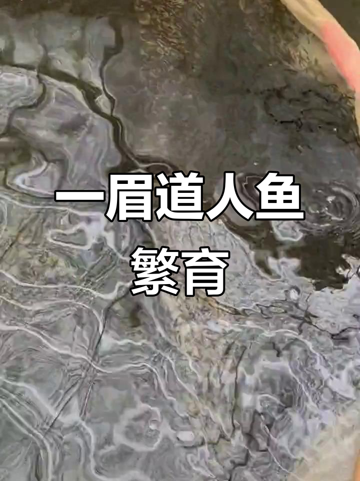 一眉道人鱼繁殖揭秘,苗起鱼出货全过程