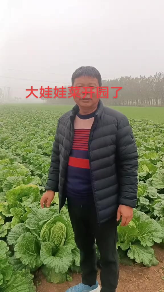 我喜欢吃大娃娃菜，无丝，口感超过大白菜好多