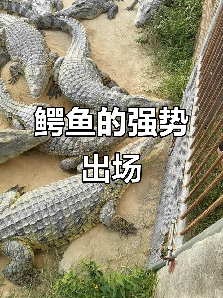 鳄鱼来袭!战斗机般的霸气登场,太震撼了