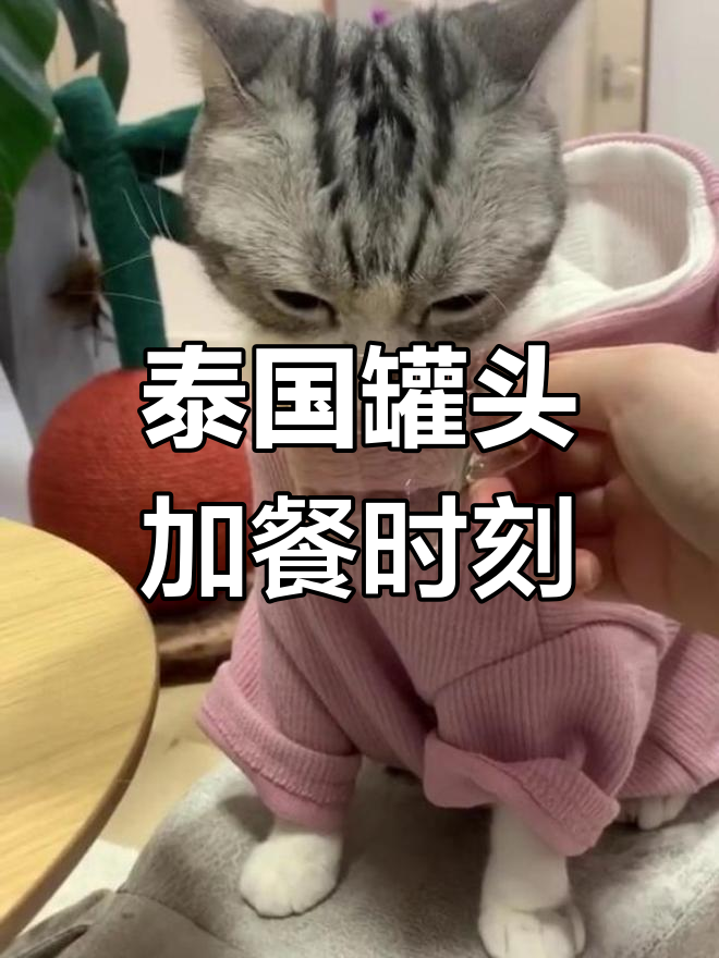 泡芙下播后的小憩时光