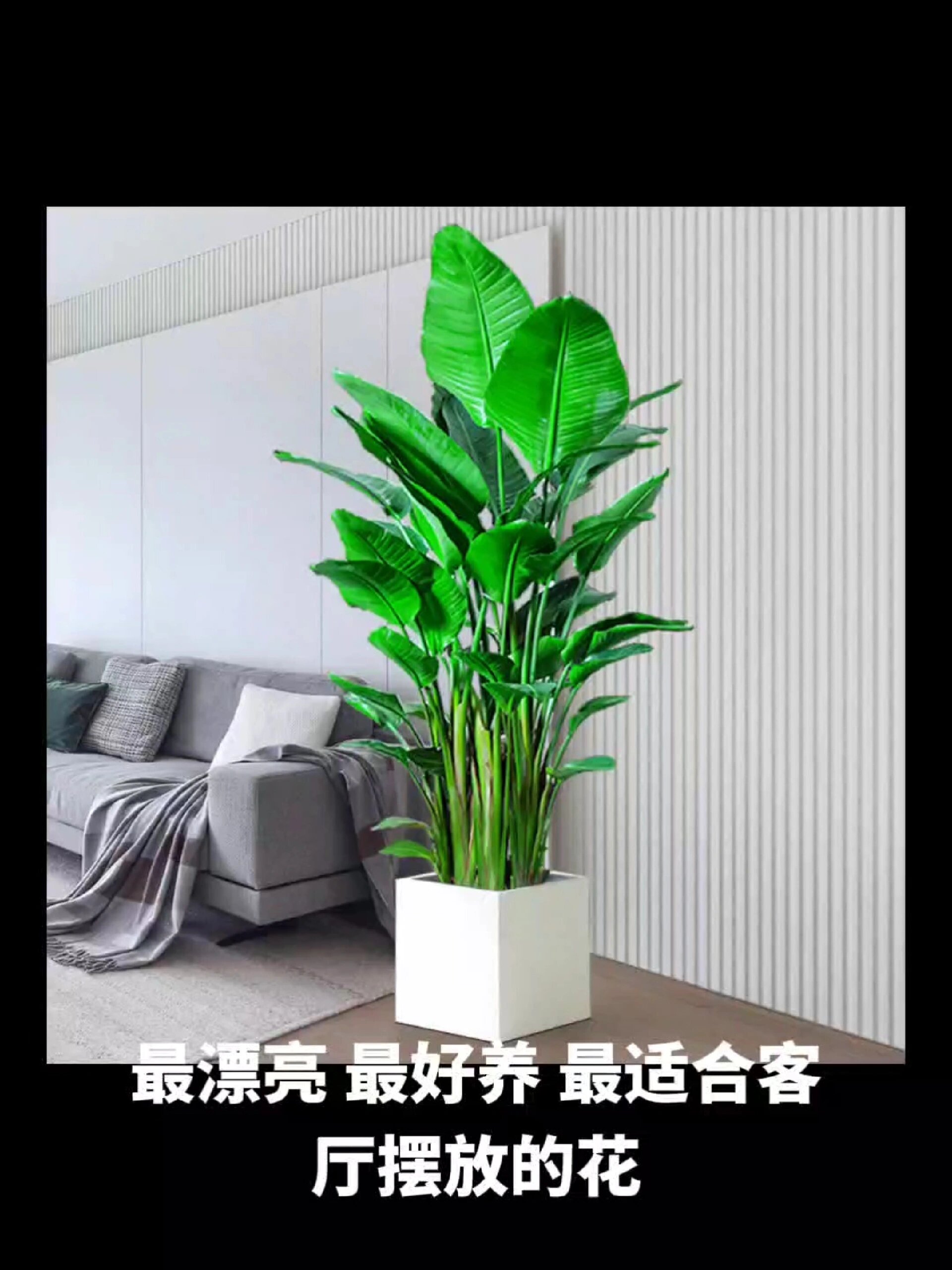 适合客厅摆放的花