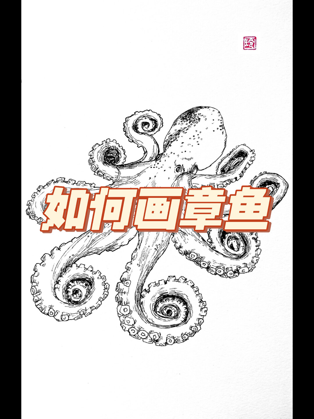 如何画好章鱼/线描写生视频教程