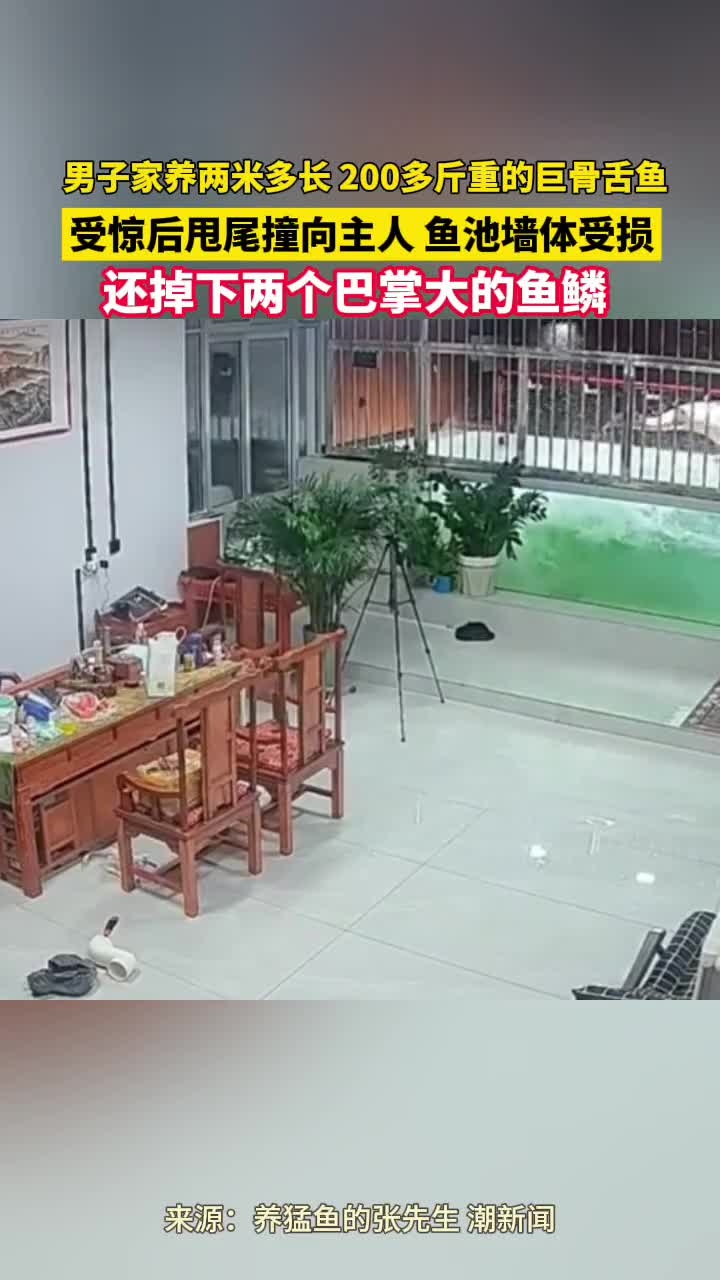 男子家养两米多长巨骨舌鱼,受惊后甩尾撞向主人,墙壁被撞坏,掉下两片巴掌大的鱼鳞……