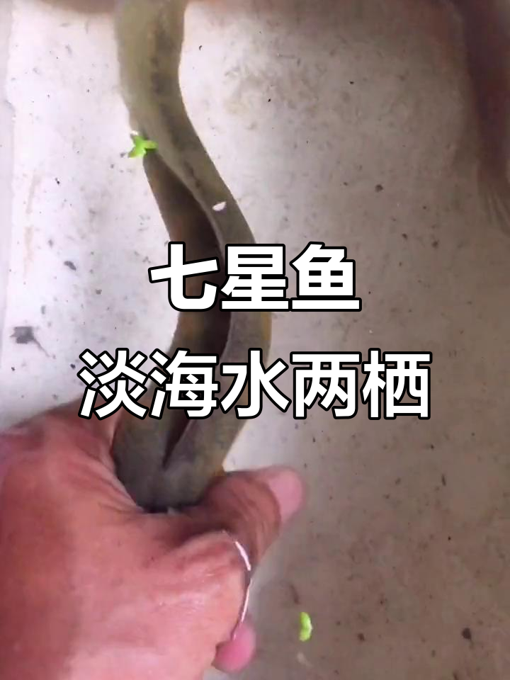 淡水鱼却住海里,七星鱼的奇妙旅程