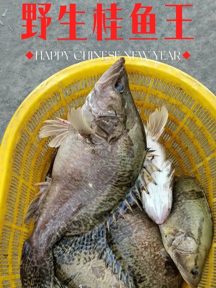 正宗的微山湖野生大桂鱼王最大的一条有八斤
