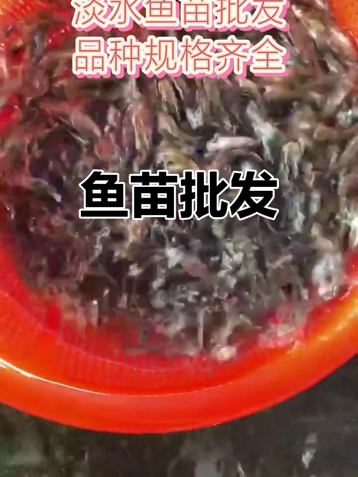 各种鱼苗批发,价格实惠,供应充足