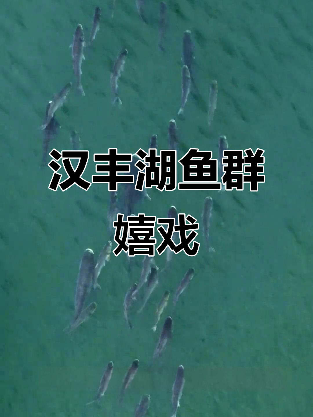 5月15日汉丰湖群鱼戏水,生态美景尽显