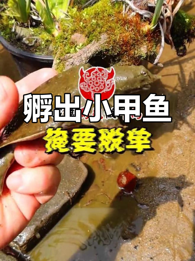 捡到甲鱼蛋,孵化新希望