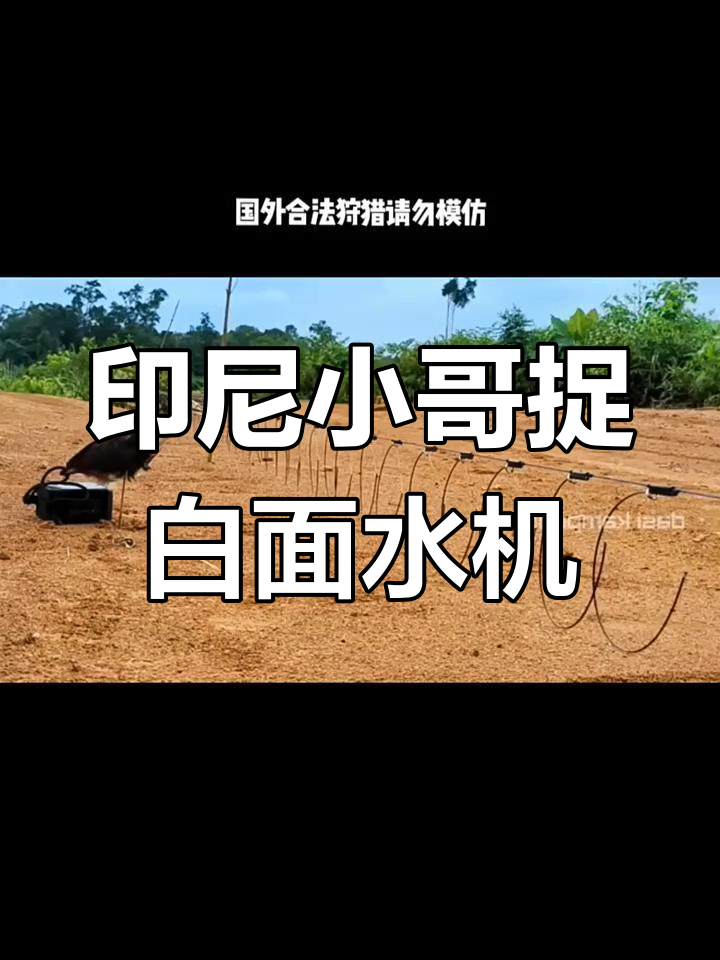 印尼小哥用陷阱捕捉白面水鸡,夜晚与兄弟们饮酒庆祝