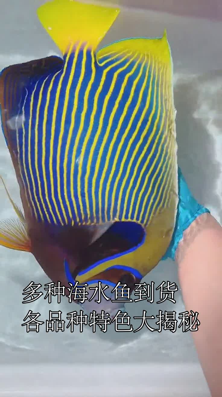 多种海水鱼到货各品种特色大揭秘