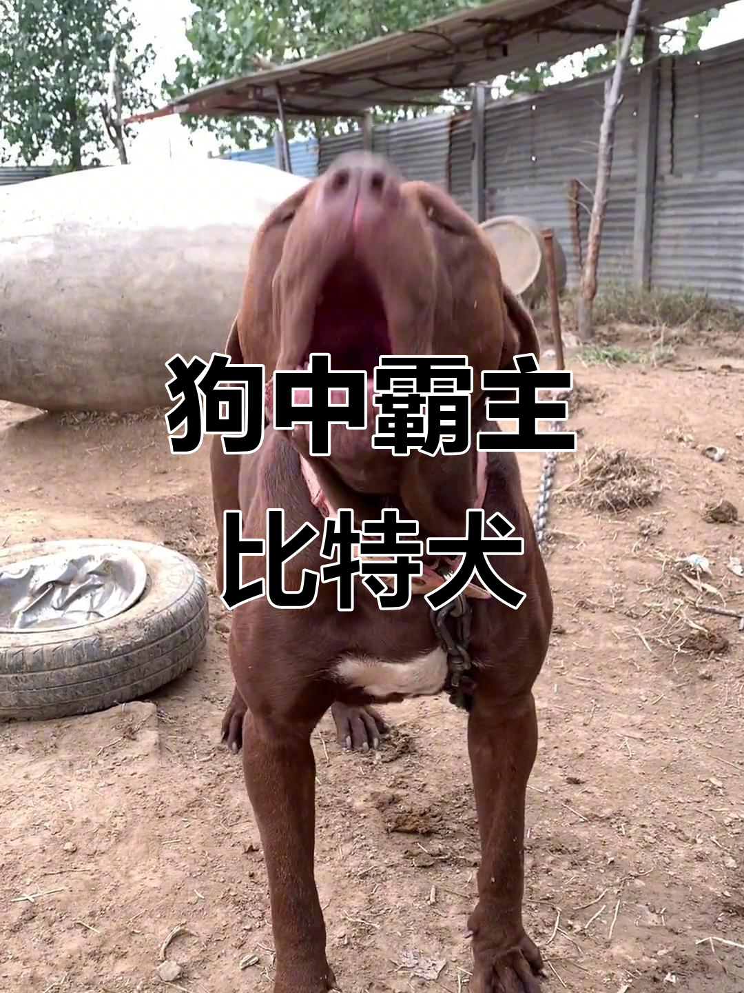 这就是狗中的皇帝,霸气十足的比特犬