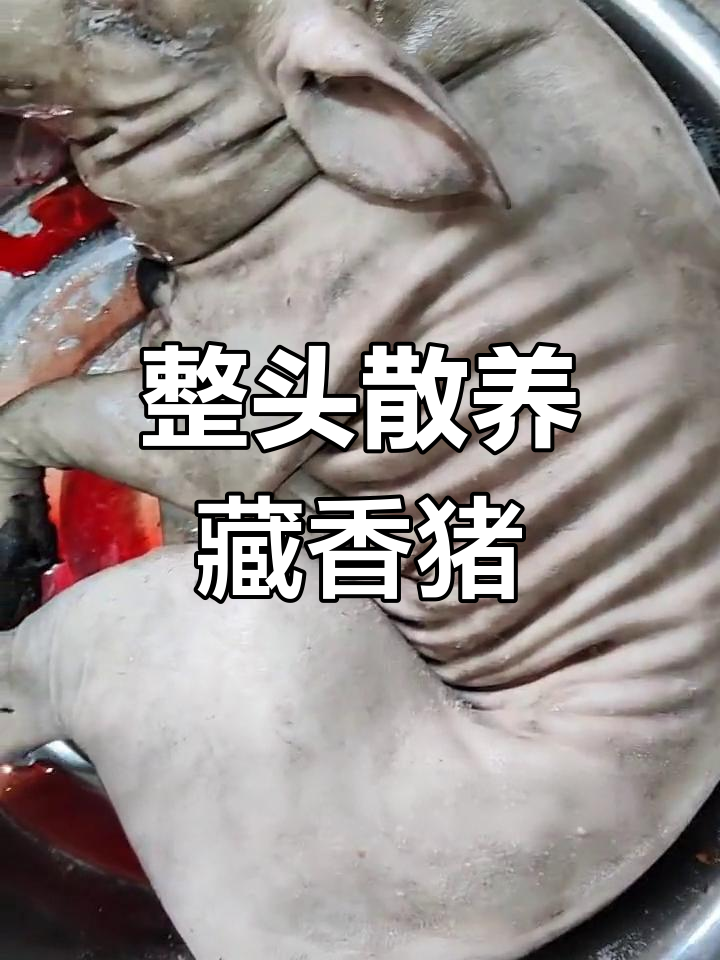 藏香猪秋腊肉制作全过程