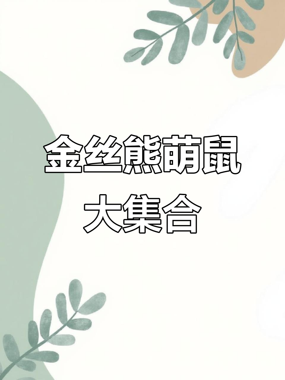 各种可爱金丝熊,黑玻璃、卷毛肉桂等你来选!