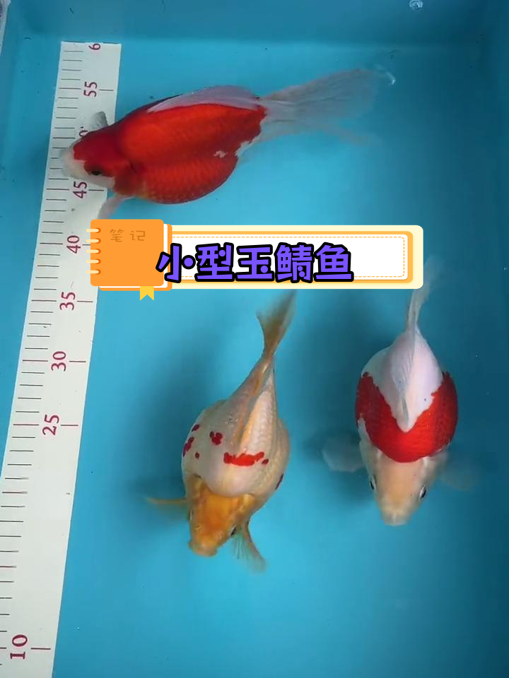 玉鲭金鱼,17-24cm观赏