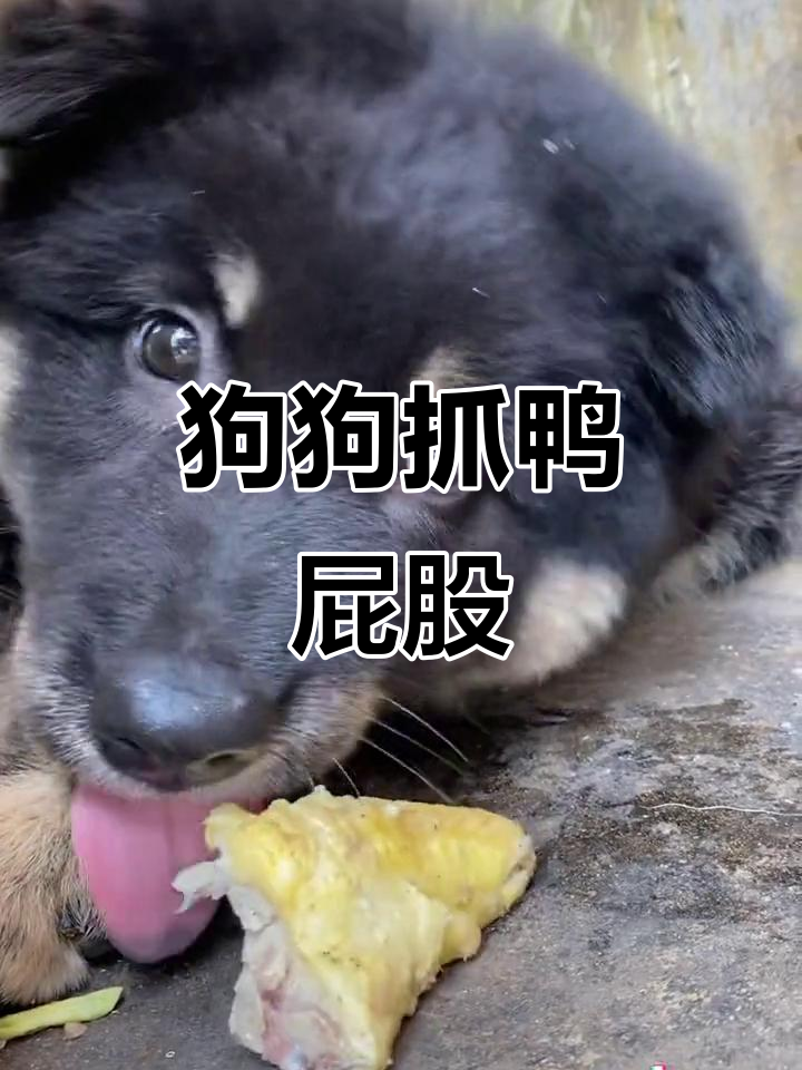 小狗吃鸭屁股,大快朵颐超可爱