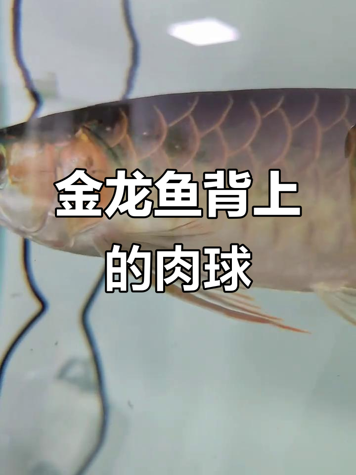 金龙鱼背上长了个小肉球，是什么问题？需要治疗吗？