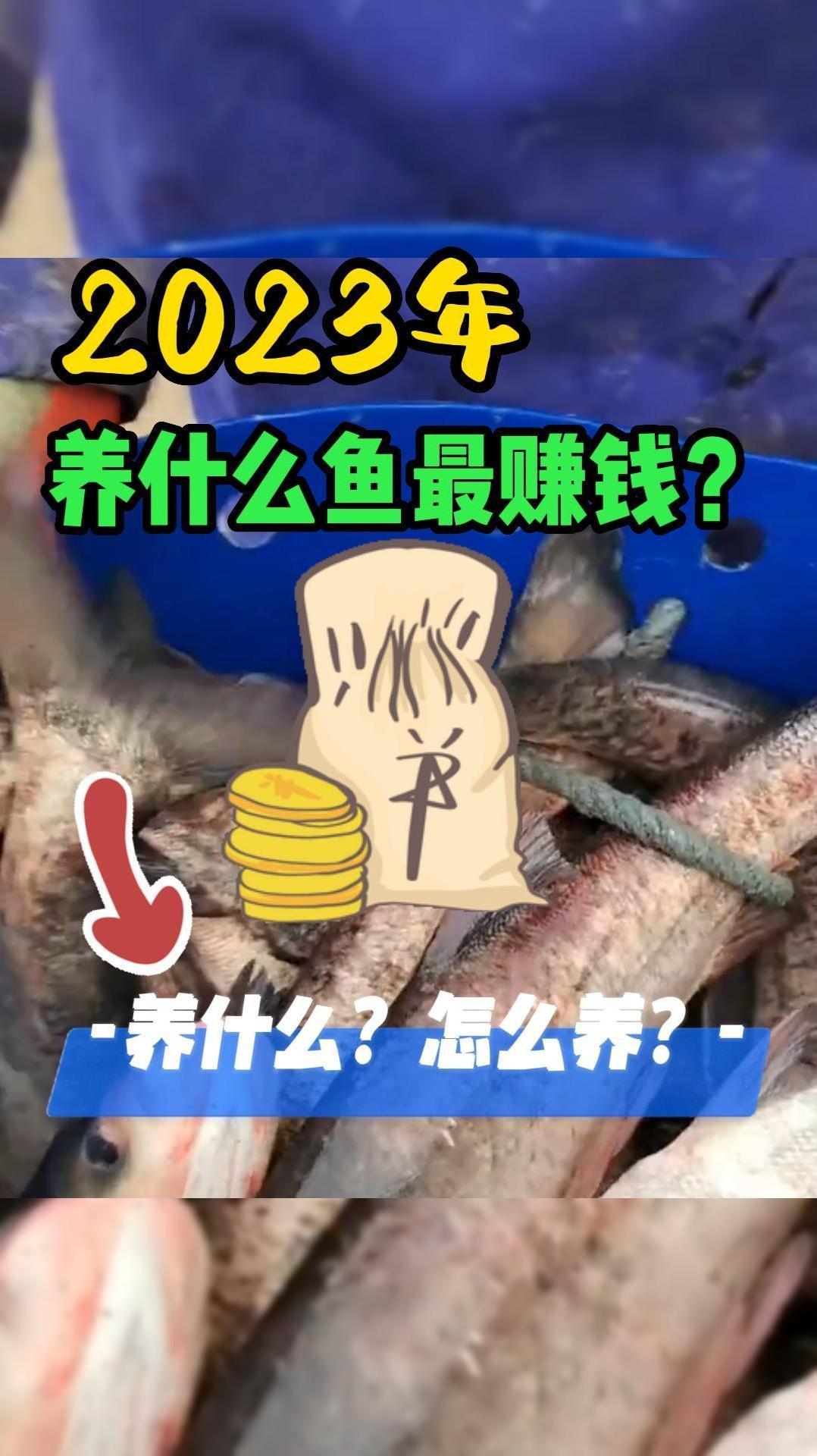 养殖户必收藏!加州鲈、黄颡鱼、大黄鱼、罗氏沼虾等重点推广水产养殖品种来了!千万别盲目养,不