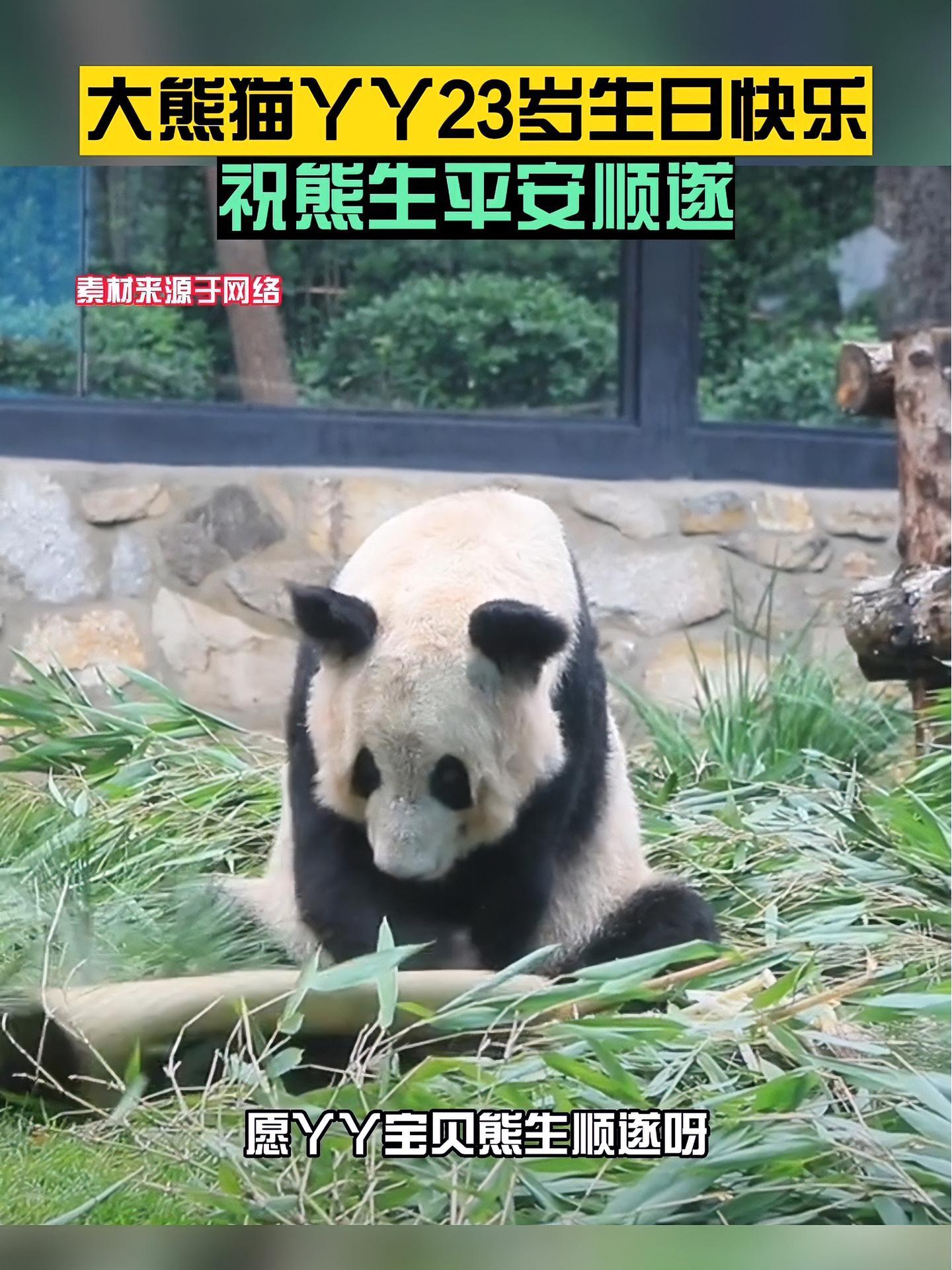 祝丫丫宝贝生日快乐,熊生顺遂!大熊猫丫丫 大熊猫丫丫回国后第一个生日 国宝大熊猫 丫丫23