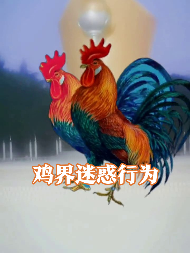 白鸡耍帅遇怪鸡尬舞,棕鸡下蛋跑路笑喷