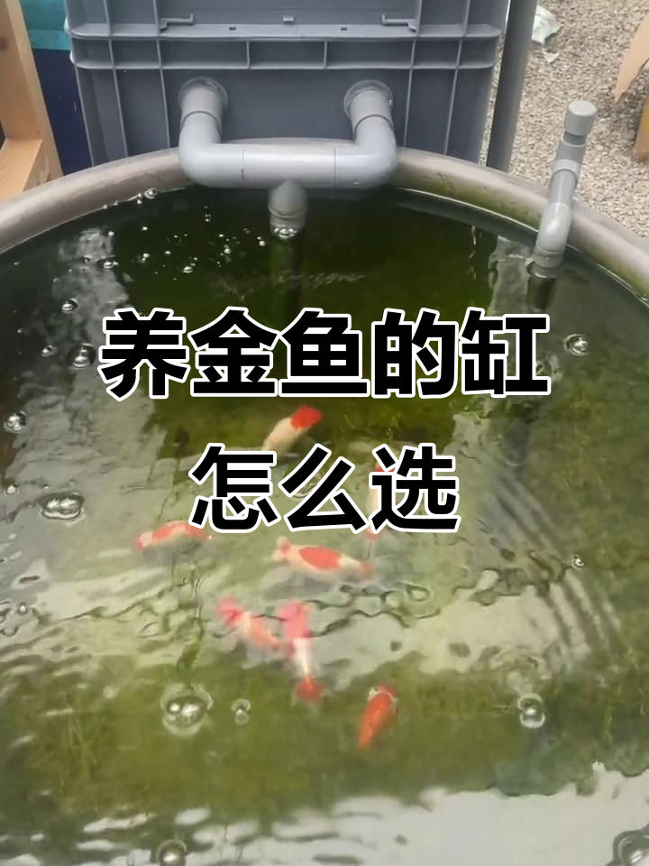 家庭养金鱼选什么缸?兰寿、泰师鱼适合哪种容器