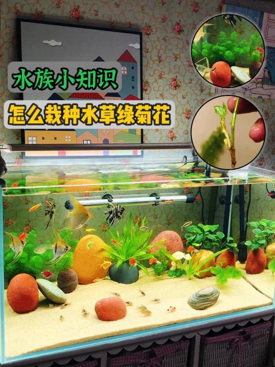 鱼缸造景,底砂上怎么栽种固定水草绿菊花