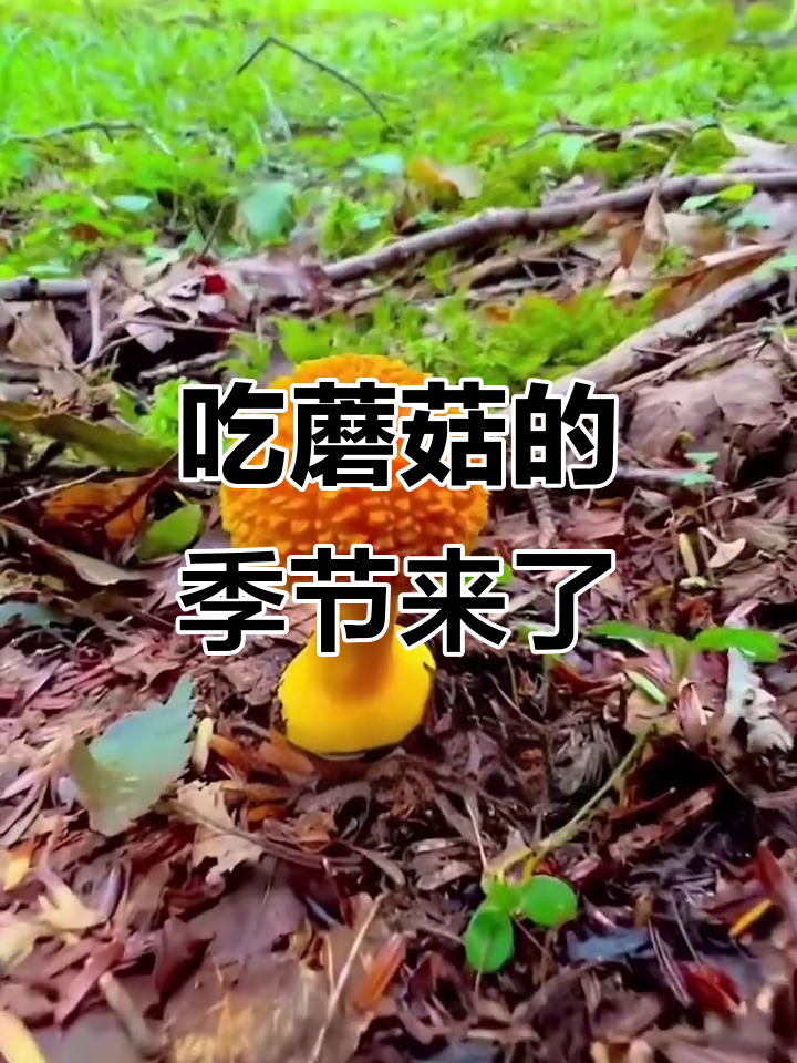 野生菌季节大揭秘，哪些能吃？哪些有毒？