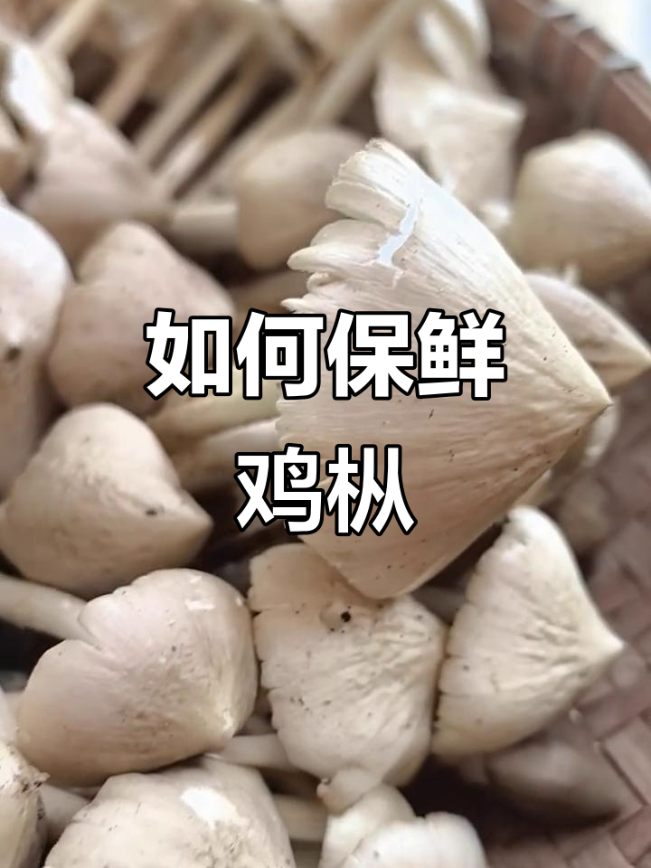 鸡枞保存小技巧,教你如何冷冻不解冻保持新鲜口感