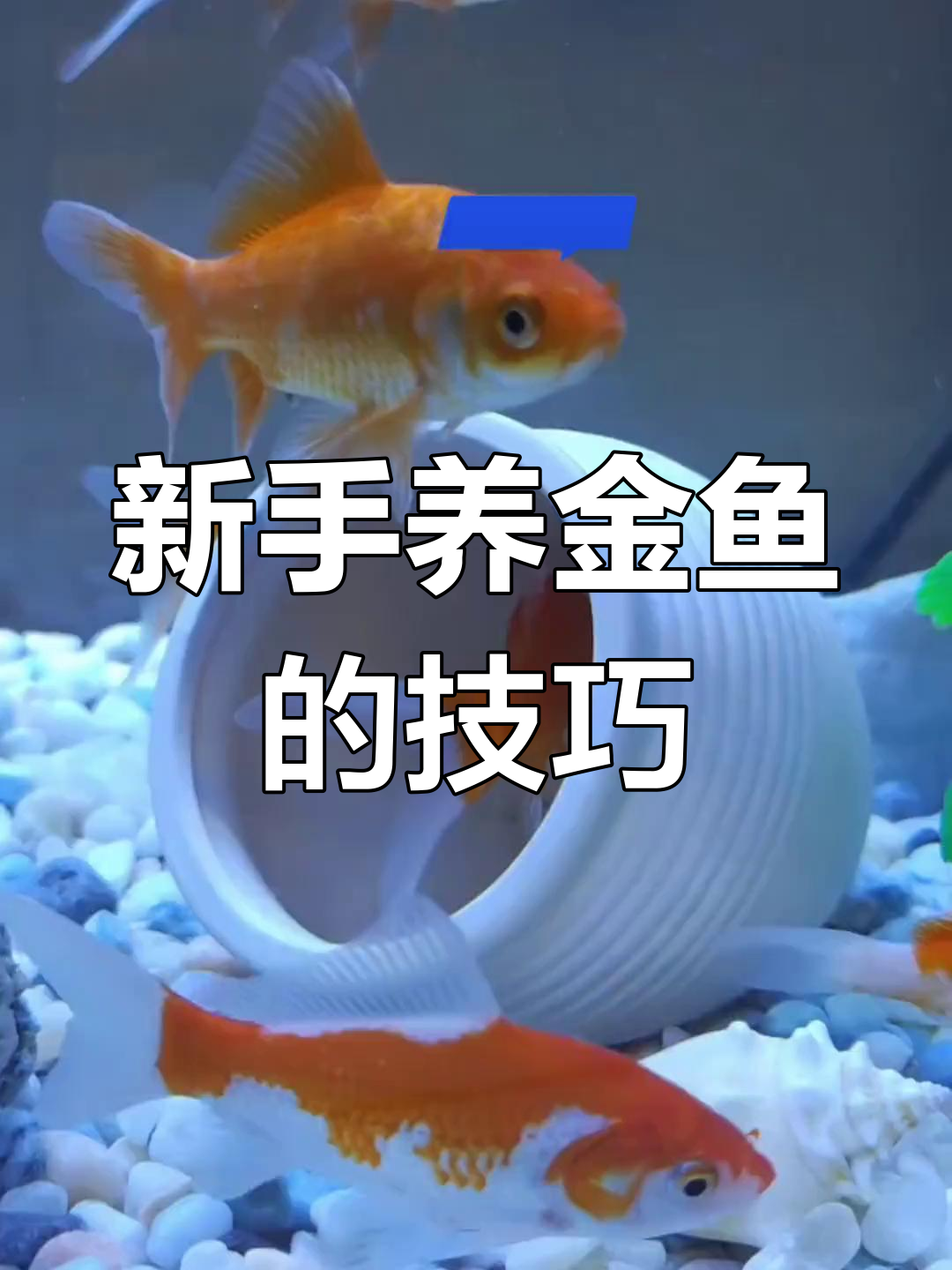 金鱼养护全攻略:如何正确饲养兰寿金鱼