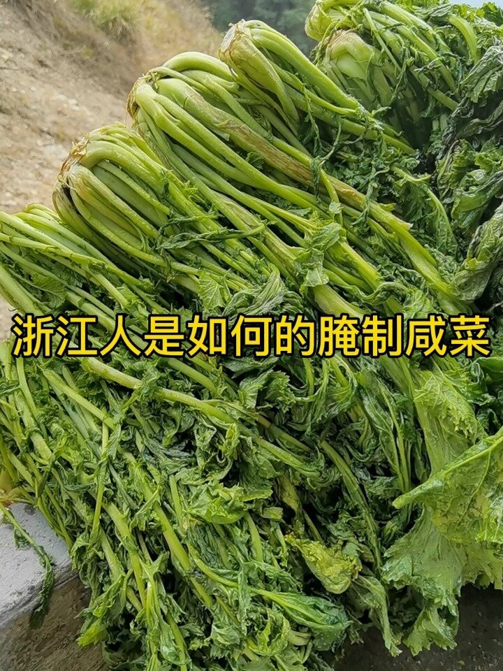 浙江人是如何腌制咸菜的?