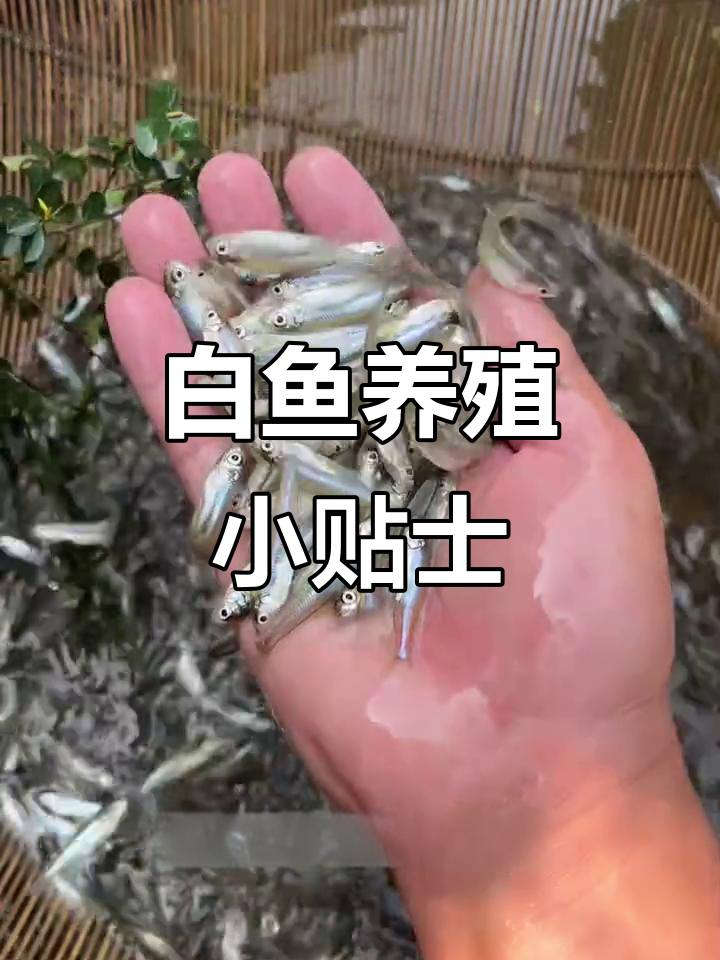 翘嘴鱼苗养殖技巧：提高长势与清理小鱼虾