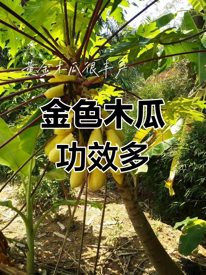 黄金木瓜,生长迅速,炖汤养颜,增加奶水效果显著