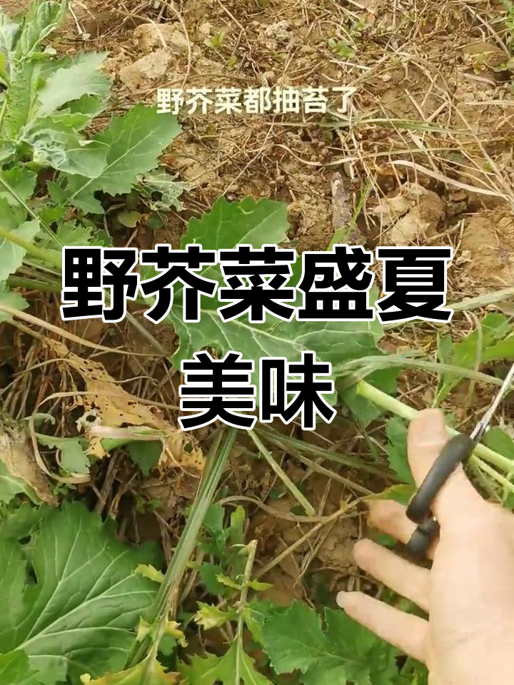 河边的野芥菜泛滥,辣味十足,做黄菜超下饭!