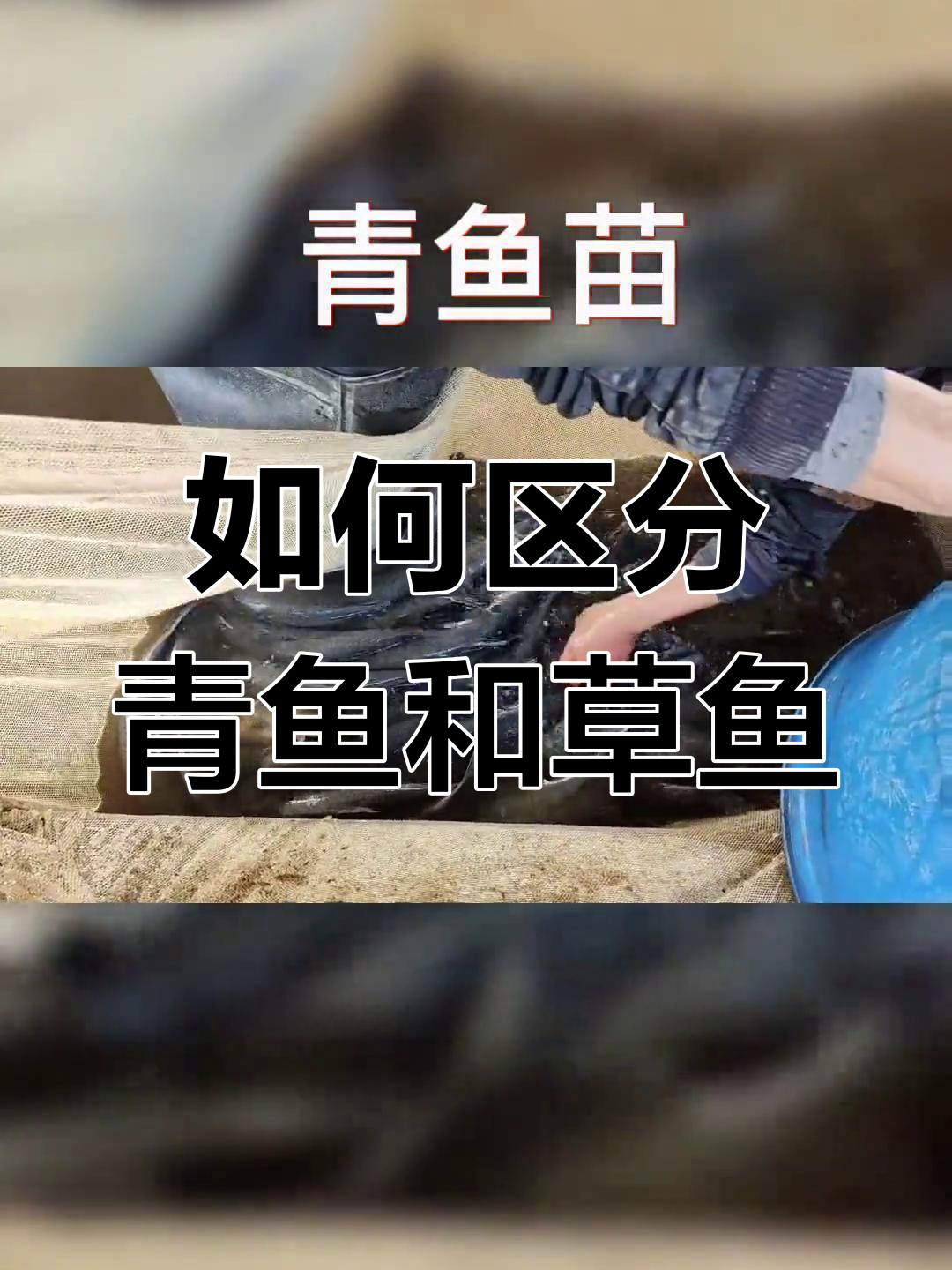 青鱼与草鱼的辨别技巧