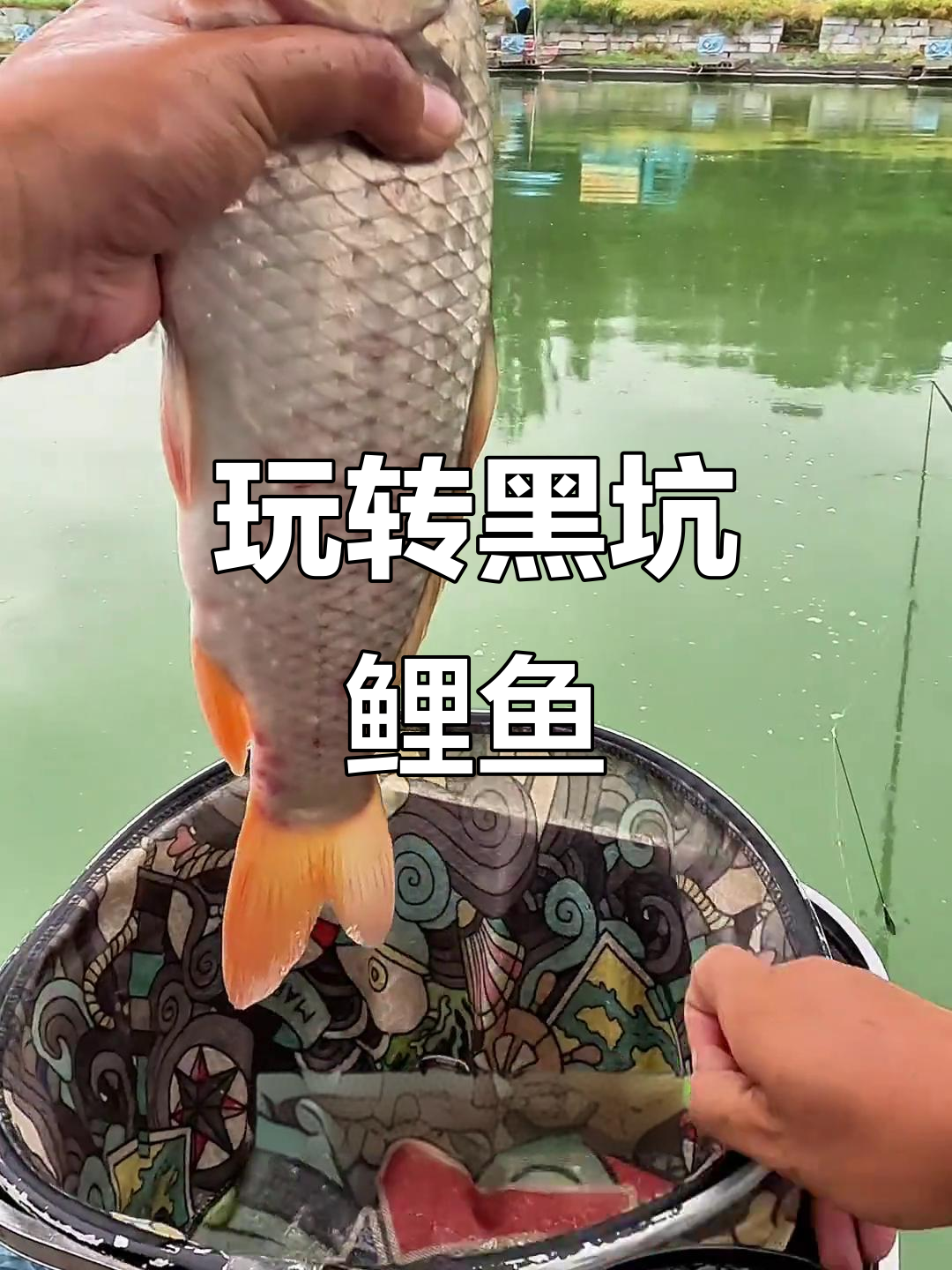 黑坑回锅鱼钓法揭秘,如何用麻抓颗粒轻松上钩