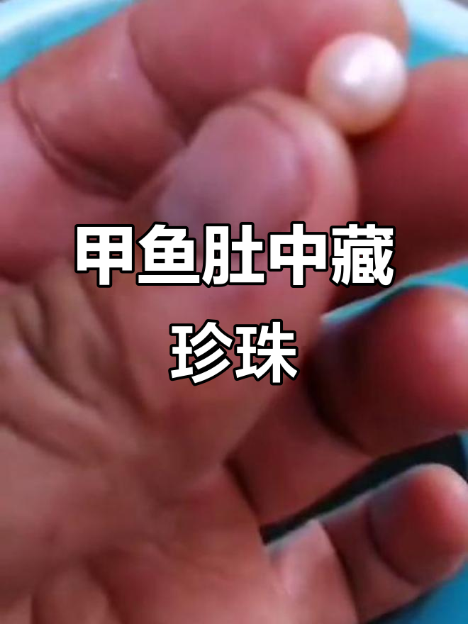 野生甲鱼肚子里发现珍珠,千年难遇的奇迹