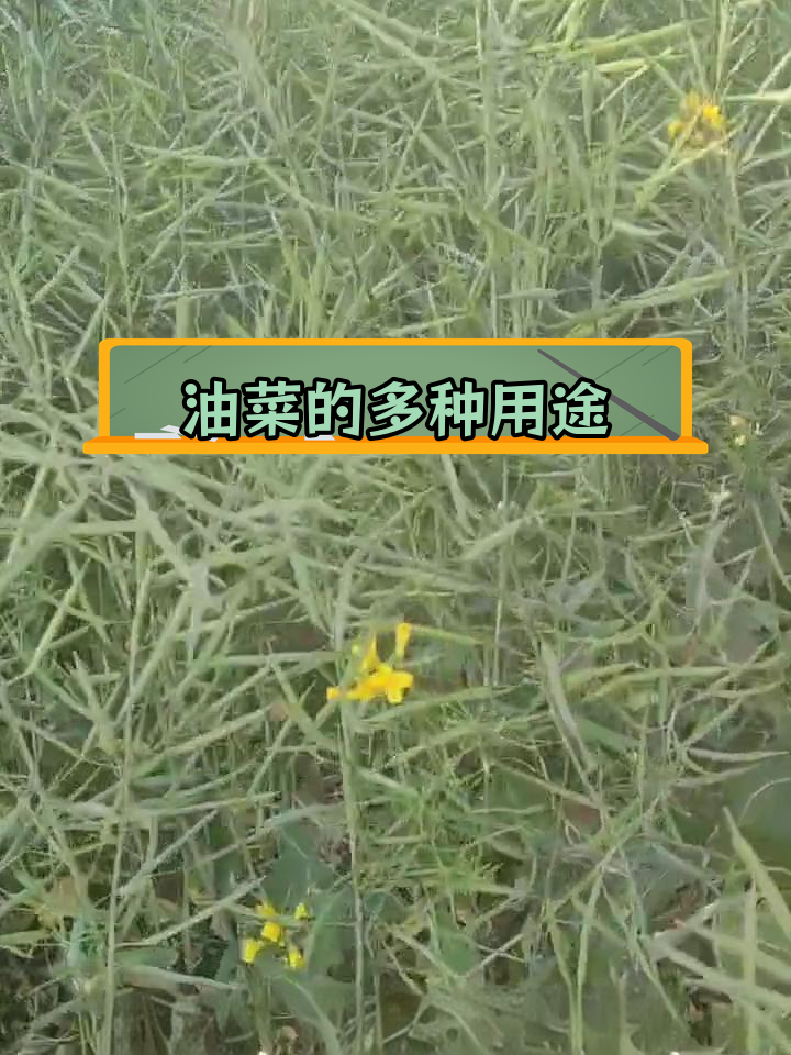 油菜的营养价值与药用功效