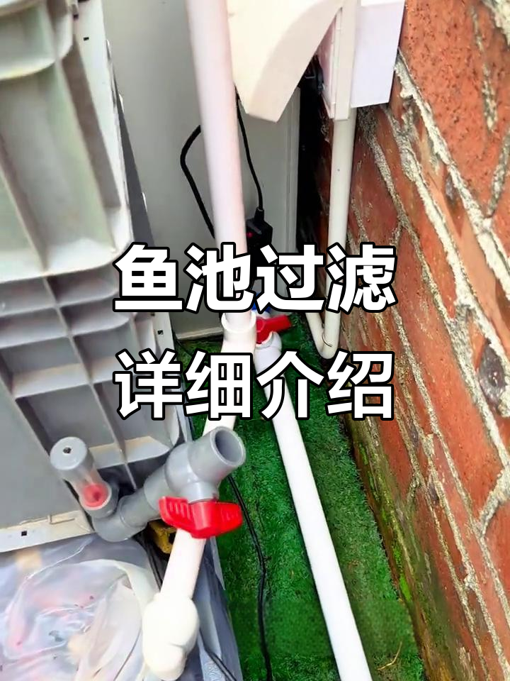 鱼池过滤系统全解析：如何打造完美沼泽过滤器