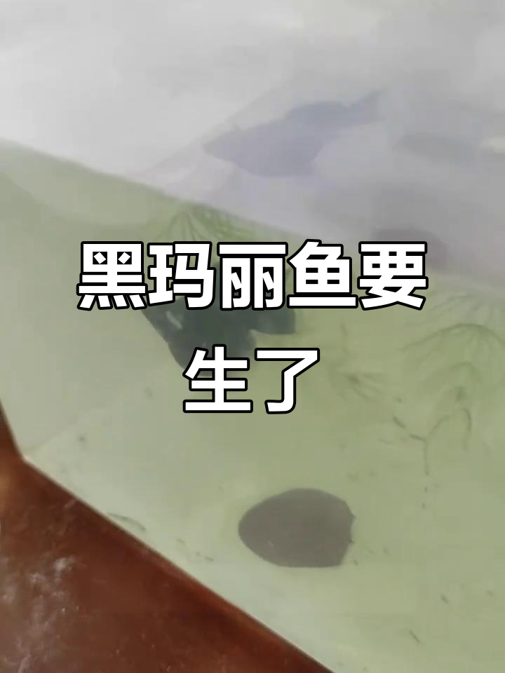 黑玛丽球肚子圆,呼吸急促,是快生还是快死?