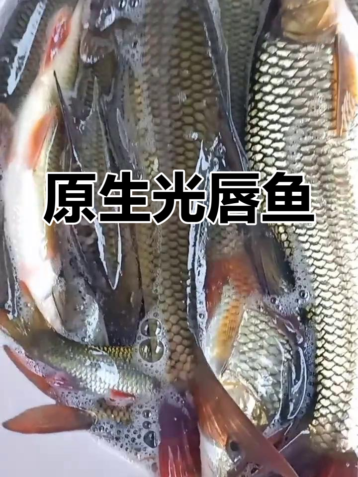 云南原生光唇鱼,乡村生活的瑰宝