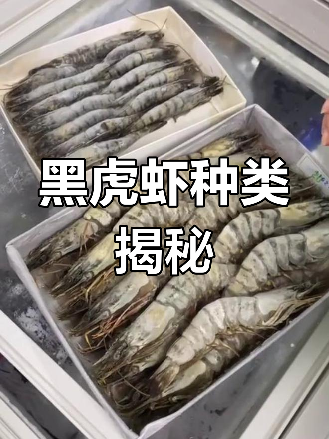越南黑虎虾与草虾的区别解析